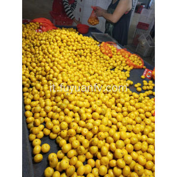 Baby mandarini di Nanfeng